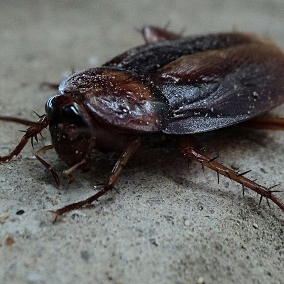 Cockroaches, Pest Control in Bushey, Bushey Heath, WD23. Call Now! 020 8166 9746