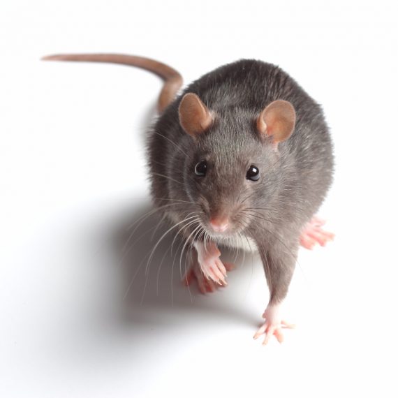 Rats, Pest Control in Bushey, Bushey Heath, WD23. Call Now! 020 8166 9746