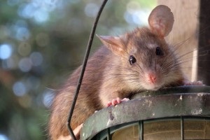 Rat Control, Pest Control in Bushey, Bushey Heath, WD23. Call Now 020 8166 9746