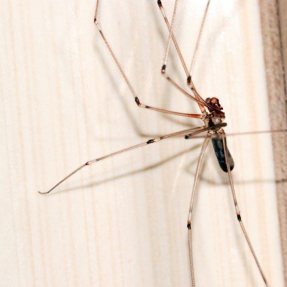 Spiders, Pest Control in Bushey, Bushey Heath, WD23. Call Now! 020 8166 9746
