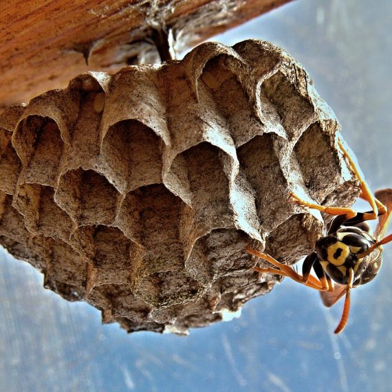 Wasps Nest, Pest Control in Bushey, Bushey Heath, WD23. Call Now! 020 8166 9746
