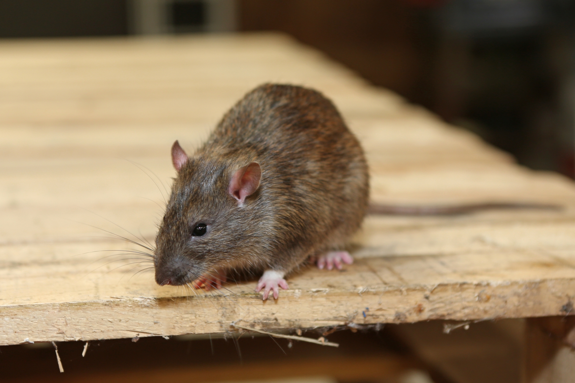 Rat extermination, Pest Control in Bushey, Bushey Heath, WD23. Call Now 020 8166 9746