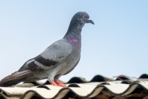 Pigeon Control, Pest Control in Bushey, Bushey Heath, WD23. Call Now 020 8166 9746