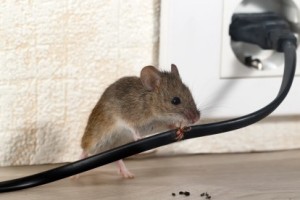 Mice Control, Pest Control in Bushey, Bushey Heath, WD23. Call Now 020 8166 9746